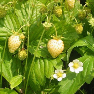 50+ Fragaria Wild White Strawberry Seeds- White Soul-Fragaria Vesca White Soul-Hardy Perennial -Produces delicious White Berries-D026