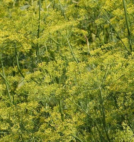 50+ Organic Fernleaf  Dill Seeds- Heirloom Variety- Non GMO- Seeds- ANATHUM GRAVEOLENS----G087