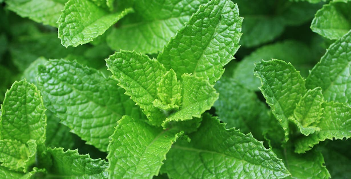 100+ Organic Spearmint Herb Seeds-MENTHA SPICATA-With Hot, Rich, Mint Sweet Aroma-Greatly Medicinal-G020-Open Pollinated Seeds/Easy to grow.