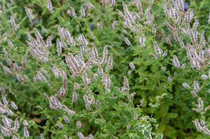 100+ Organic Spearmint Herb Seeds-MENTHA SPICATA-With Hot, Rich, Mint Sweet Aroma-Greatly Medicinal-G020-Open Pollinated Seeds/Easy to grow.