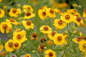 100+ Autumn Sneezeweed Helenium Seeds-Beautiful Bright Yellow Perennial-B270