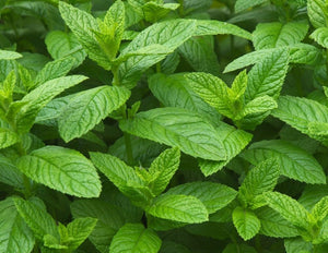 100+ Organic Spearmint Herb Seeds-MENTHA SPICATA-With Hot, Rich, Mint Sweet Aroma-Greatly Medicinal-G020-Open Pollinated Seeds/Easy to grow.