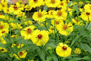 100+ Autumn Sneezeweed Helenium Seeds-Beautiful Bright Yellow Perennial-B270