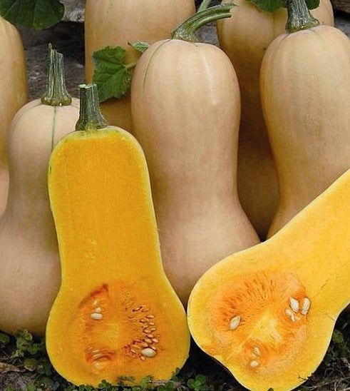 20+ Waltham Butternut Squash Seeds-  Heirloom Variety-(Non GMO)- Award Winner!Cucurbita Moschata---A097